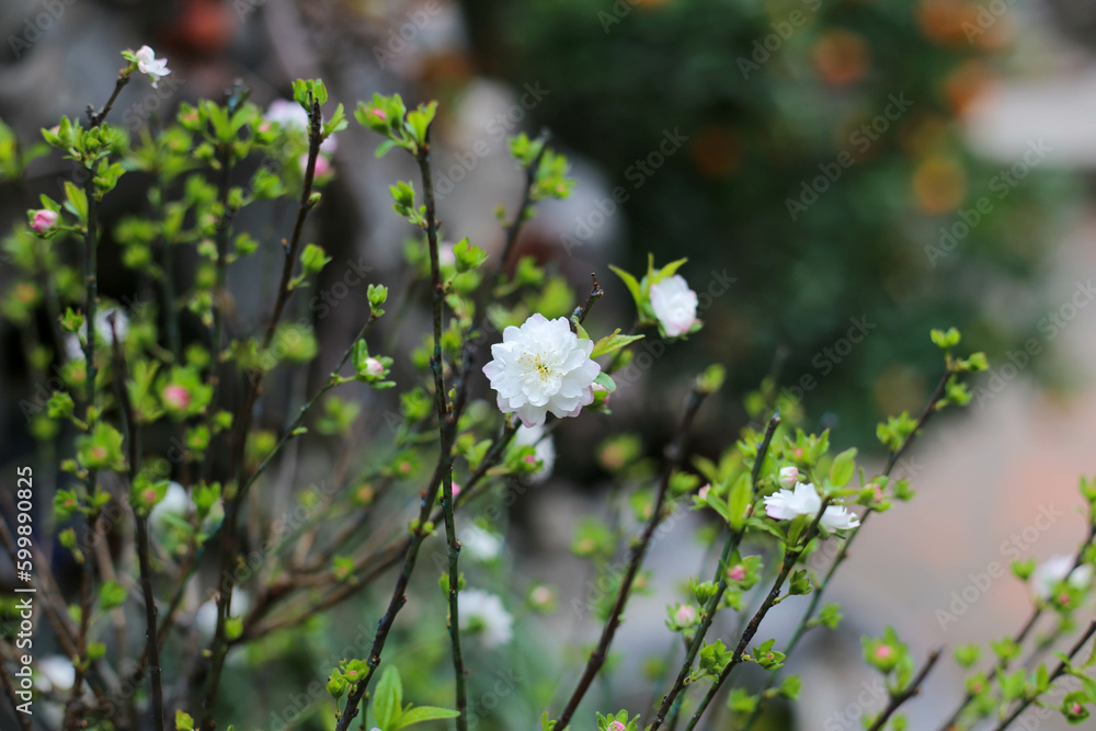 Closeup of white peach flower blowing in the garden Closeup of white peach flower blowing in the garden