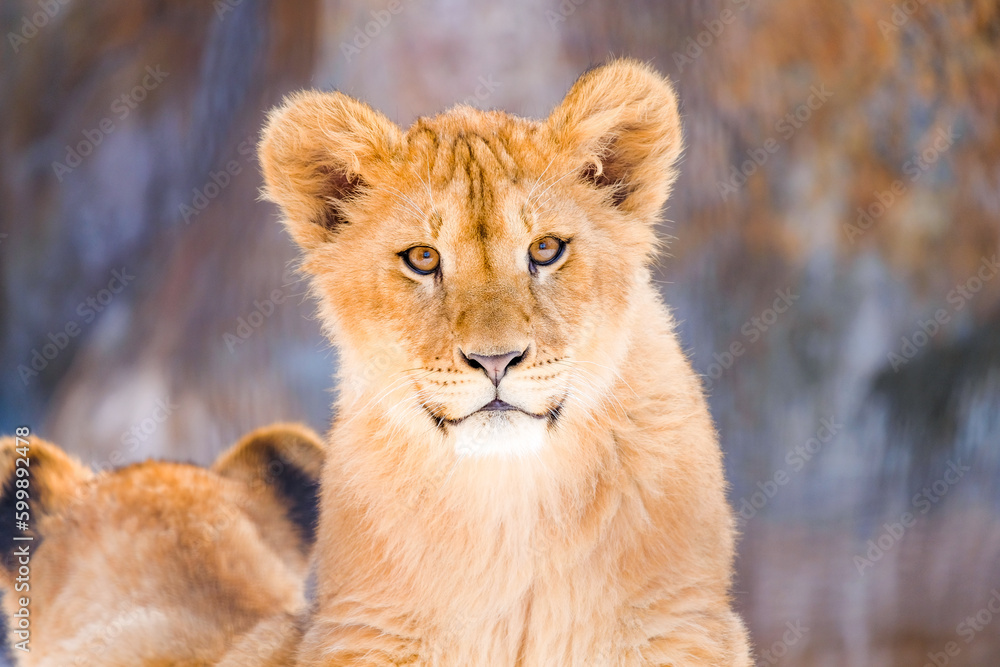 Fototapeta premium ライオンのこども