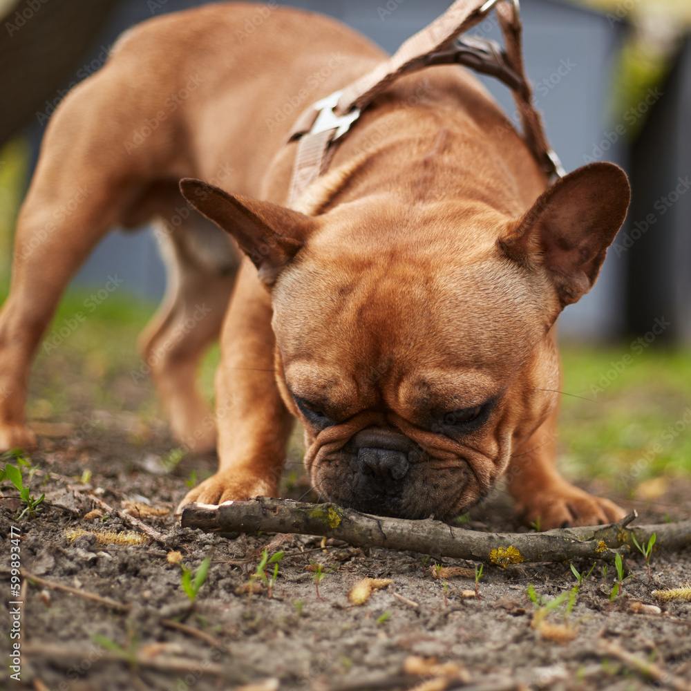 French bulldog puppy playing with a stick outdoors. Portrait of a cute young pet chewing the piece of wood