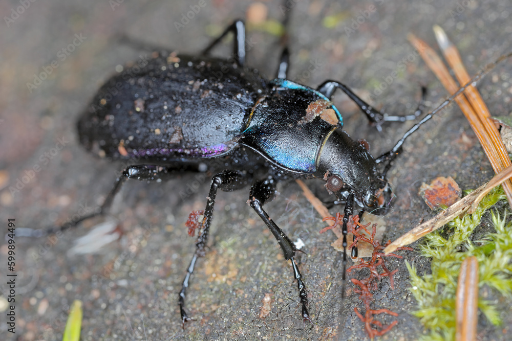 Carabus violaceus, sometimes called the violet ground beetle, or the rain beetle is a predator that hunts after dark. Carabus violaceus, sometimes called the violet ground beetle, or the rain beetle is a predator that hunts after dark.