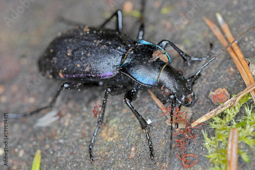 Carabus violaceus, sometimes called the violet ground beetle, or the rain beetle is a predator that hunts after dark. © Tomasz