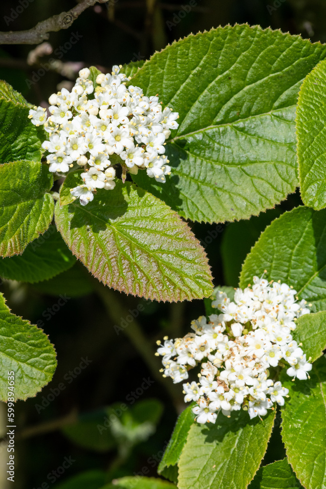 Close up of wayfaring viburnum (viburnum lantana) flowers in bloom Close up of wayfaring viburnum (viburnum lantana) flowers in bloom