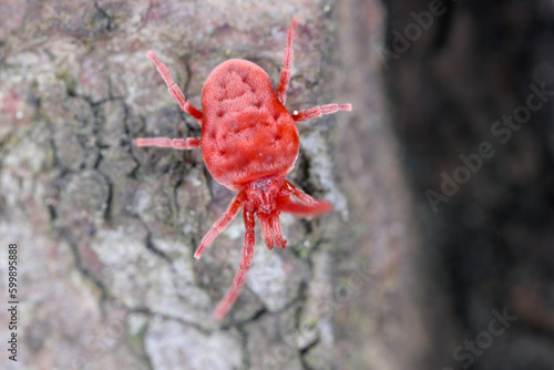Velvet mite, Red mite, Velvet mites (Trombidium spec., Trombidium cf. holosericeum), sitting on the bark.