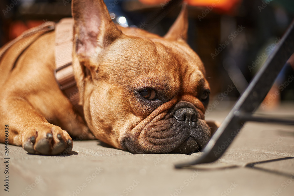 Portrait of adorable little French bulldog lying on the ground in the sun. Cute dog resting in the outdoor cafe in a sunny day