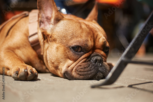 Portrait of adorable little French bulldog lying on the ground in the sun. Cute dog resting in the outdoor cafe in a sunny day © hurricanehank
