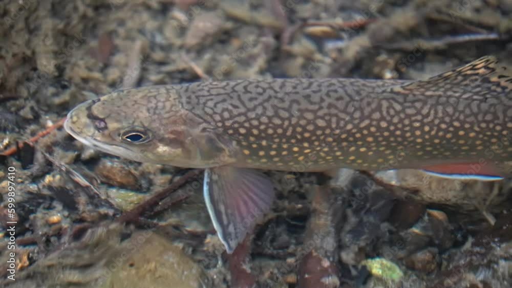 Brook trout from Nishibetsu River, East Hokkaido Brook trout from Nishibetsu River, East Hokkaido
