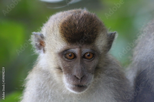 close up of a sad macaque