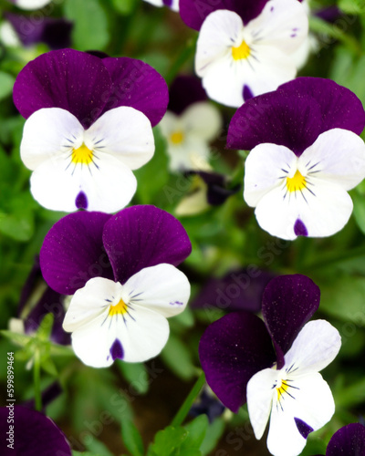 Wild Pansy