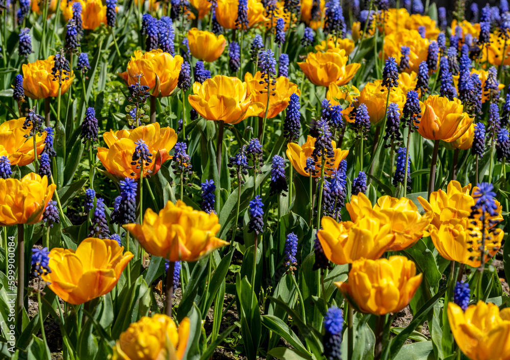 gelbe und lila Tulpen in einem Beet im Park, Berlin, Deutschland gelbe und lila Tulpen in einem Beet im Park, Berlin, Deutschland