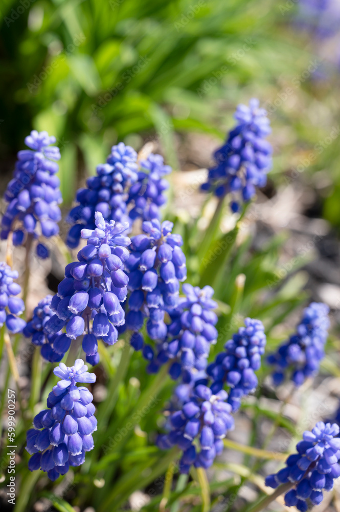 Blue flowers blooming in spring season, First spring flowers, selective focus Blue flowers blooming in spring season, First spring flowers, selective focus