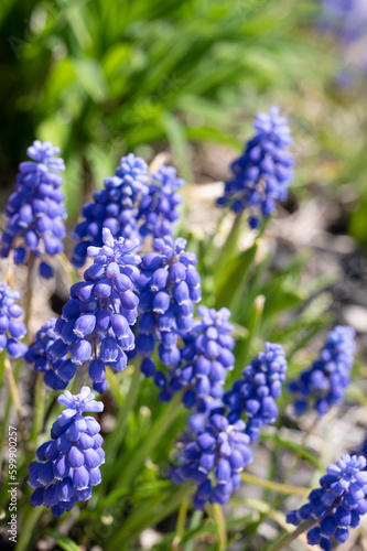 Blue flowers blooming in spring season, First spring flowers, selective focus 