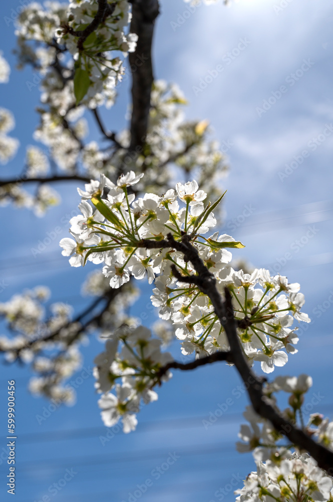 Cherry or apple blossom with bright blue sky on sunny day in spring. Spring time concept Cherry or apple blossom with bright blue sky on sunny day in spring. Spring time concept