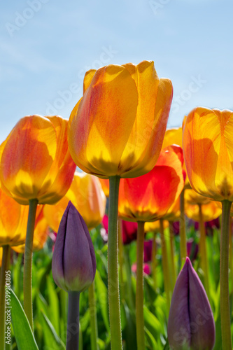First spring flowers. Yellow and pink tulips against bright blue sky. 