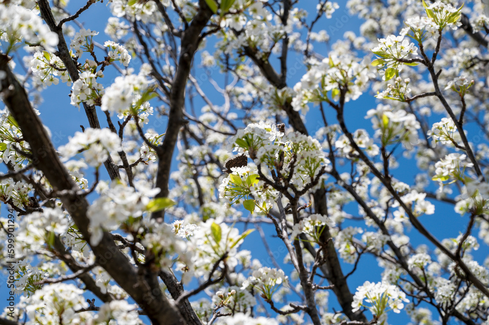 Spring blossom background. Beautiful nature scene with blooming spring flowers. Spring blossom background. Beautiful nature scene with blooming spring flowers.