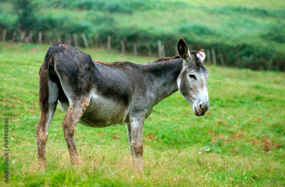 Fototapeta premium Ane, Race noir du Berry