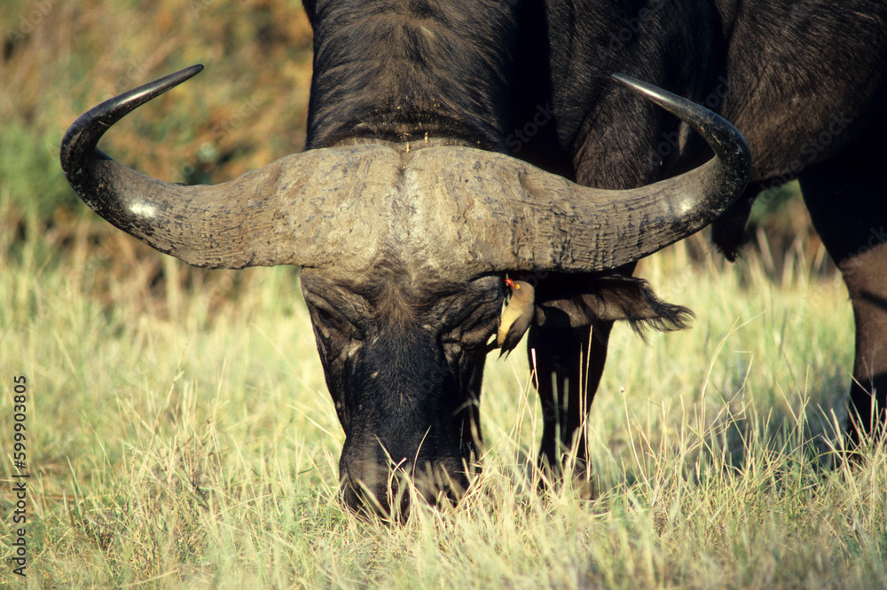 Obraz premium Buffle d'afrique, syncerus caffer, Parc national de Masai Mara, Kenya