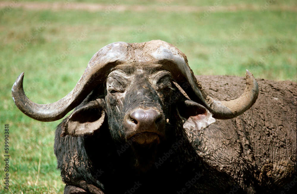 Obraz premium Buffle d'afrique, syncerus caffer, Parc national de Masai Mara, Kenya