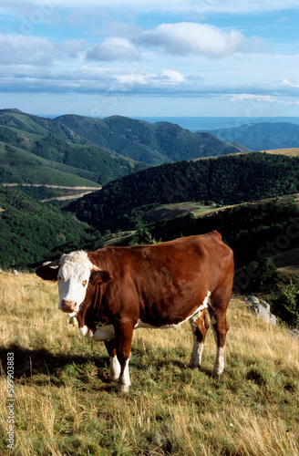 Vache , race Abondance © JAG IMAGES