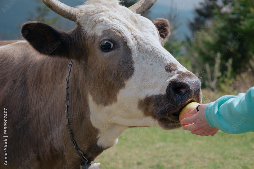 close-up feeding cattle with apple from hands close-up feeding cattle with apple from hands