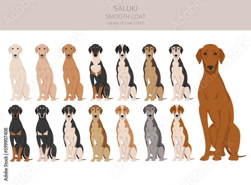 Saluki smooth coated clipart. Different poses, coat colors set