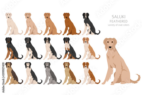 Saluki Feathered clipart. Different poses, coat colors set photo