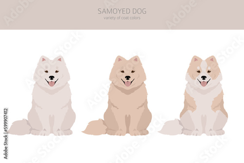 Samoyed dog clipart. Different poses, coat colors set