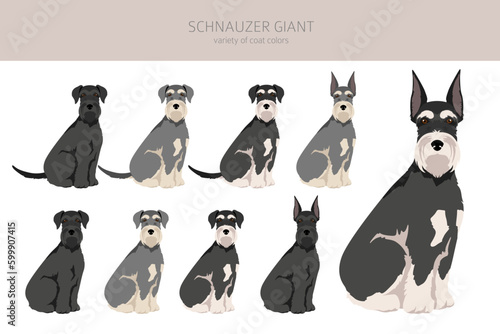 Schhnauzer Giant clipart. Different poses, coat colors set