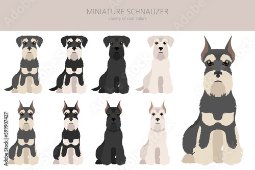 Miniature schnauzer dogs in different poses and coat colors. Adult and puppy scottie set