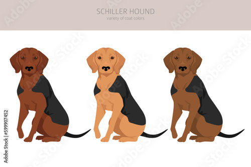 Schiller Hound clipart. All coat colors set.  All dog breeds characteristics infographic