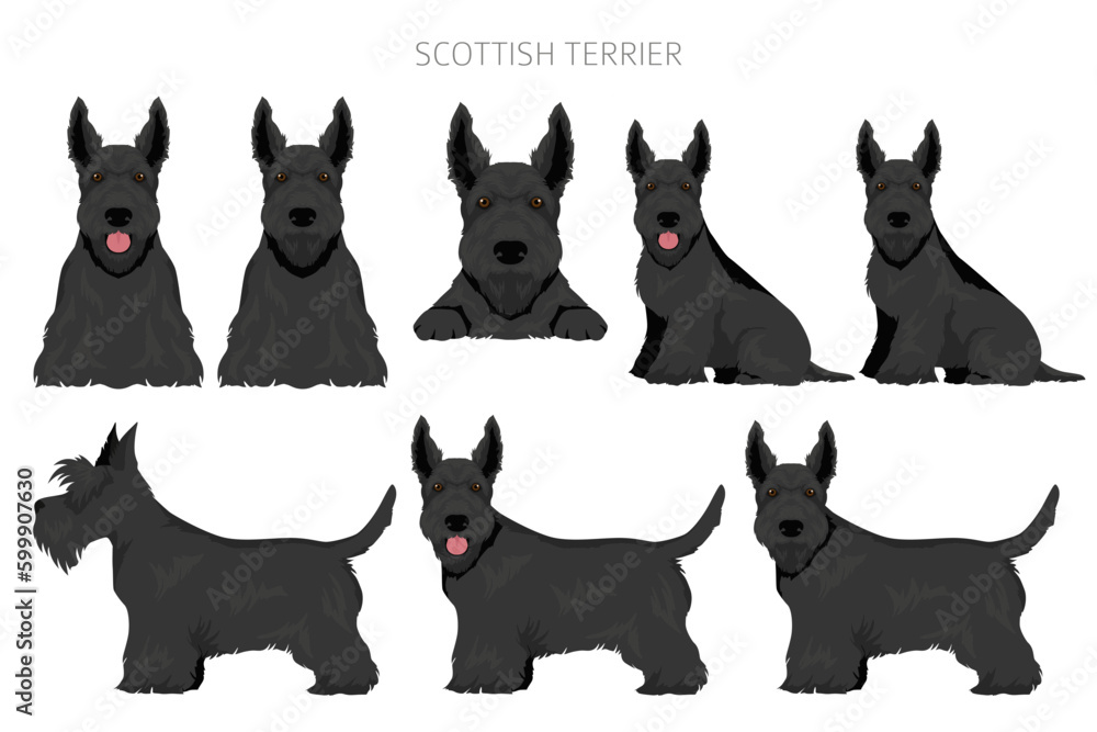 Scottish terrier dogs in different poses and coat colors. Adult and puppy scottie set Scottish terrier dogs in different poses and coat colors. Adult and puppy scottie set