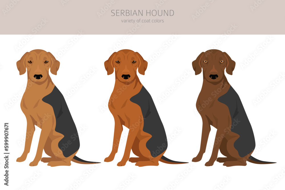 Serbian Hound clipart. All coat colors set.  All dog breeds characteristics infographic