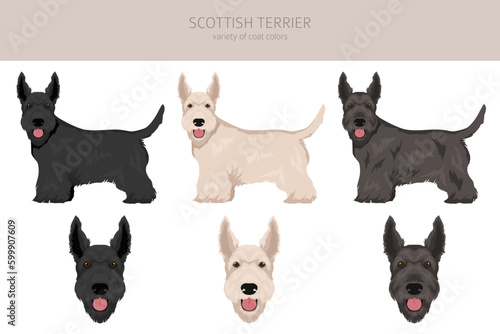 Scottish terrier dogs in different poses and coat colors. Adult and puppy scottie set