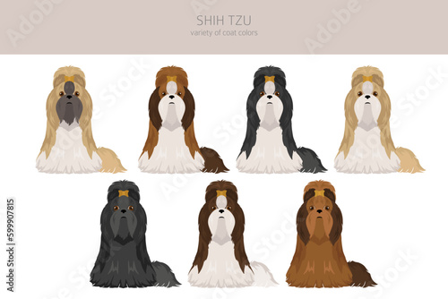 Shih Tzu poses, coat colors set