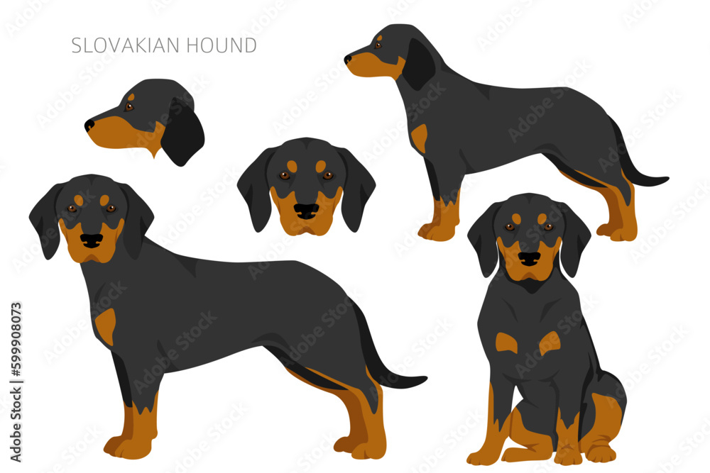 Slovakian hound coat colors, different poses clipart