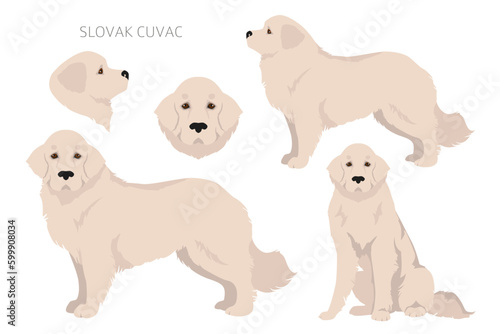 Slovak Cuvac coat colors, different poses clipart