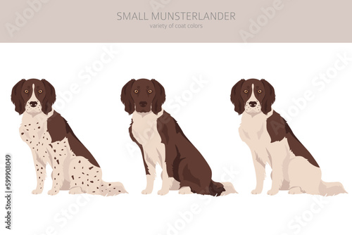 Small Munsterlander coat colors, different poses clipart