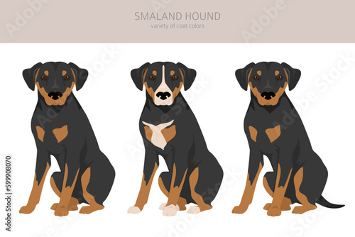 Smaland Hound clipart. All coat colors set.  All dog breeds characteristics infographic