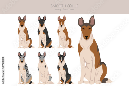 Smooth Collie coat colors, different poses clipart photo