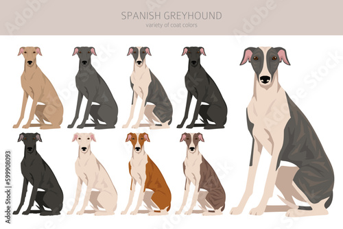 Canvas-taulu Spanish Greyhound clipart