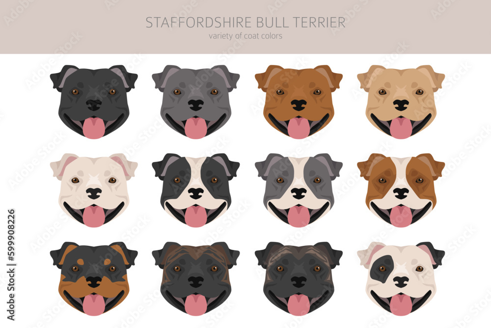 Staffordshire bull terrier. Different variaties of coat color bully dogs set