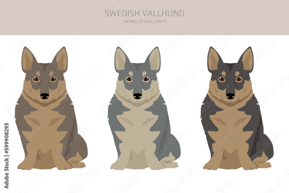 Swedish Vallhund coat colors, different poses clipart