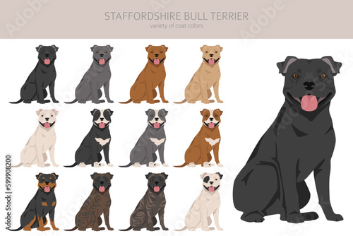 Staffordshire bull terrier. Different variaties of coat color bully dogs set