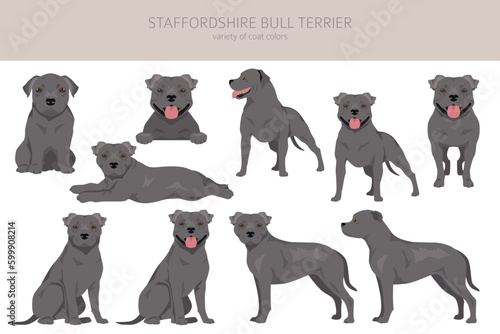 Print op canvas Staffordshire bull terrier