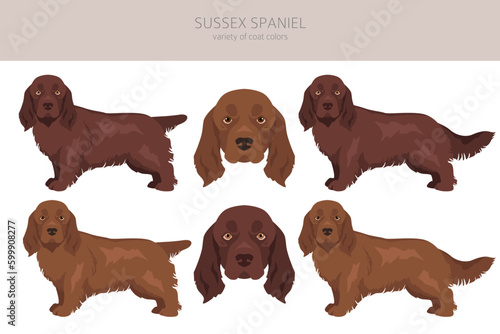Sussex Spaniel coat colors, different poses clipart
