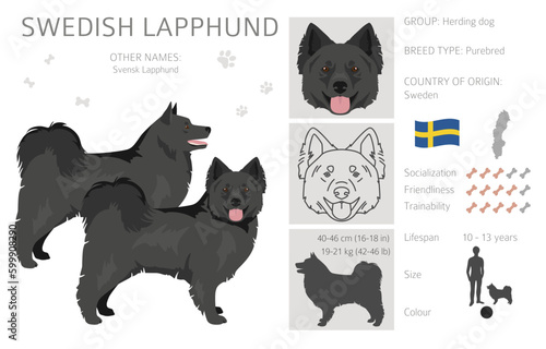 Swedish Lapphund coat colors, different poses clipart