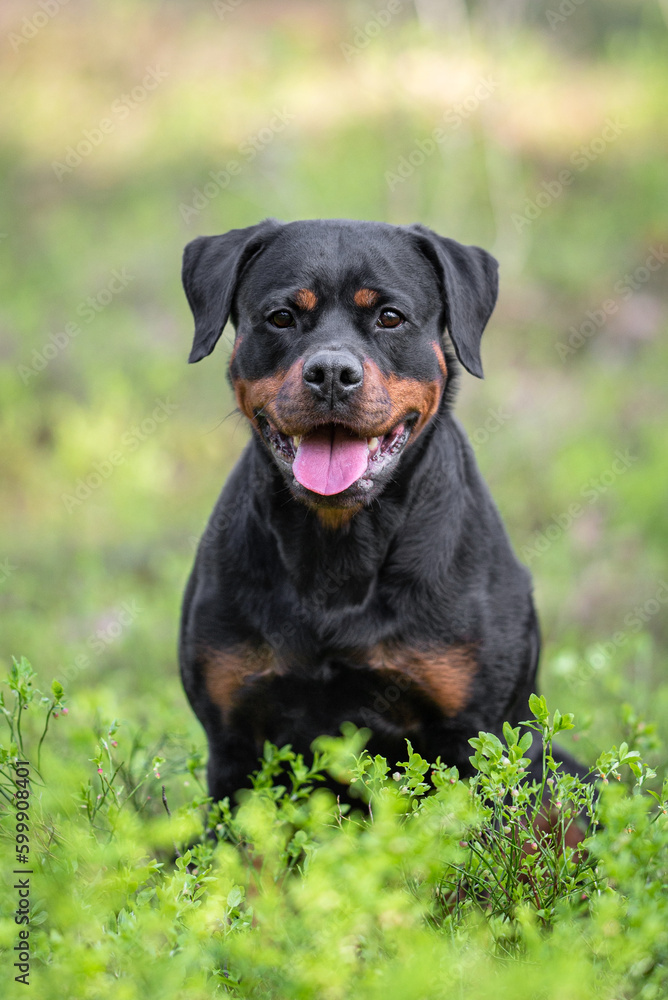 Cute black and tan Rottweiler lies on the ground in the blueberry bushes in the forest outdoor