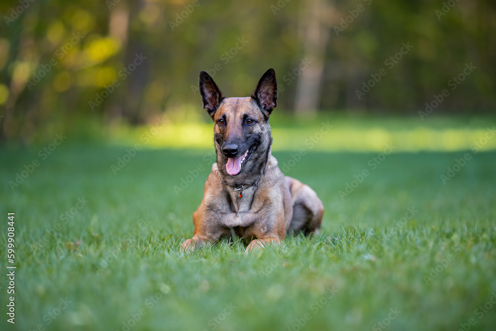 Powerful Belgian Shepherd Malinois, laying outdoor on the grass, green backgroung Powerful Belgian Shepherd Malinois, laying outdoor on the grass, green backgroung