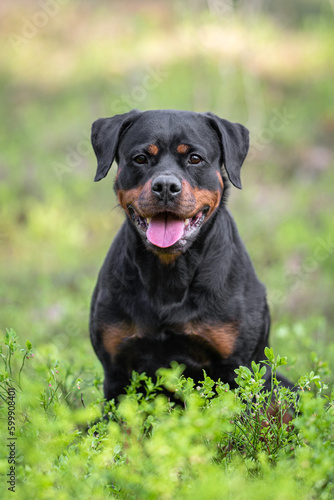Wallpaper Mural Cute black and tan Rottweiler lies on the ground in the blueberry bushes in the forest outdoor Torontodigital.ca