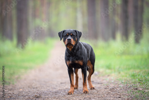 Cute black and tan Rottweiler staying in the forest outdoor