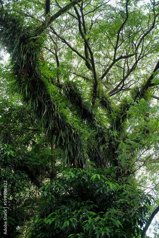 Green plants vines on large tree trunks give a cool atmosphere typical of tropical climates. Green plants vines on large tree trunks give a cool atmosphere typical of tropical climates.